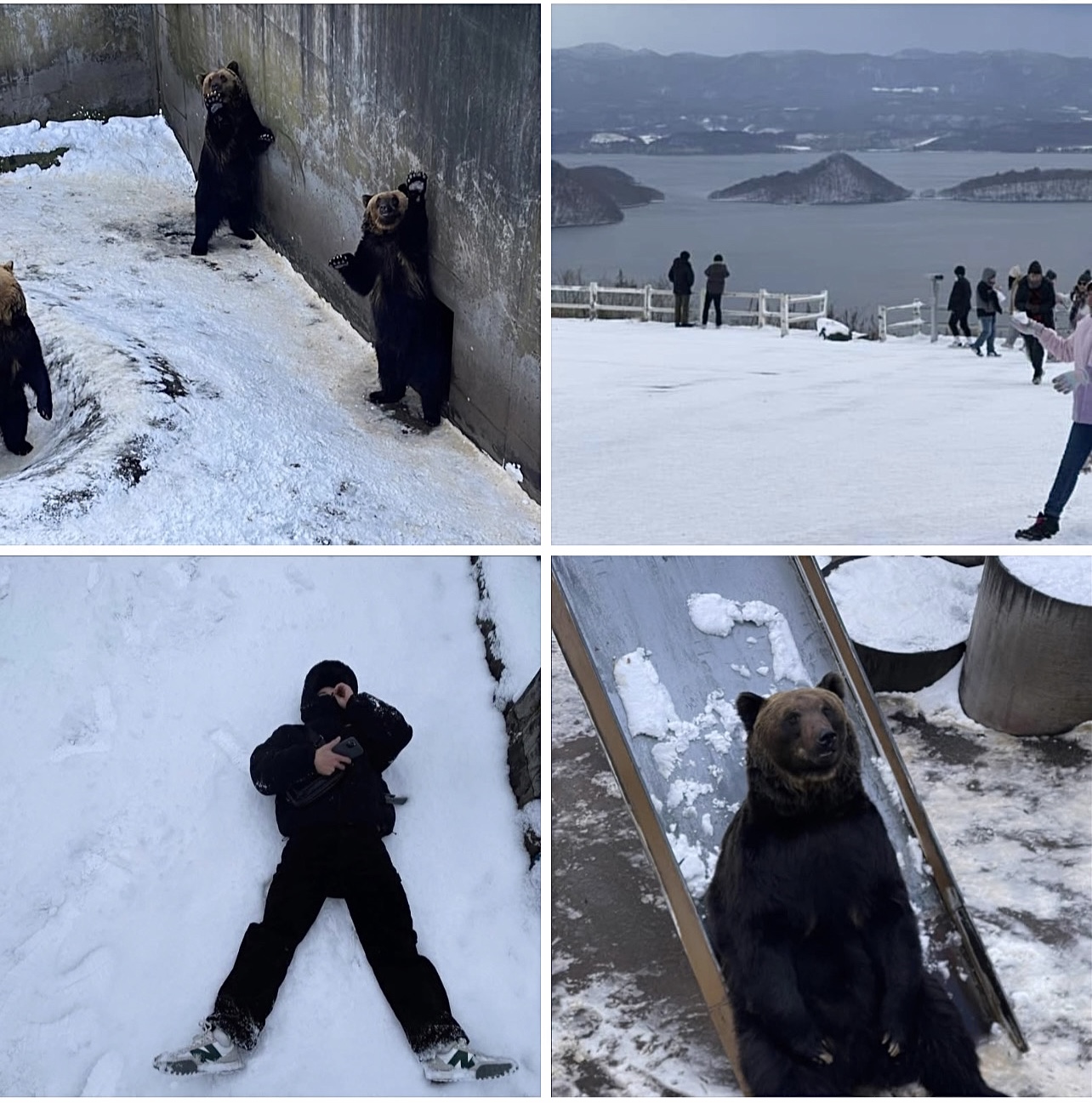 Gấu bắc cực hokkaido Syhun