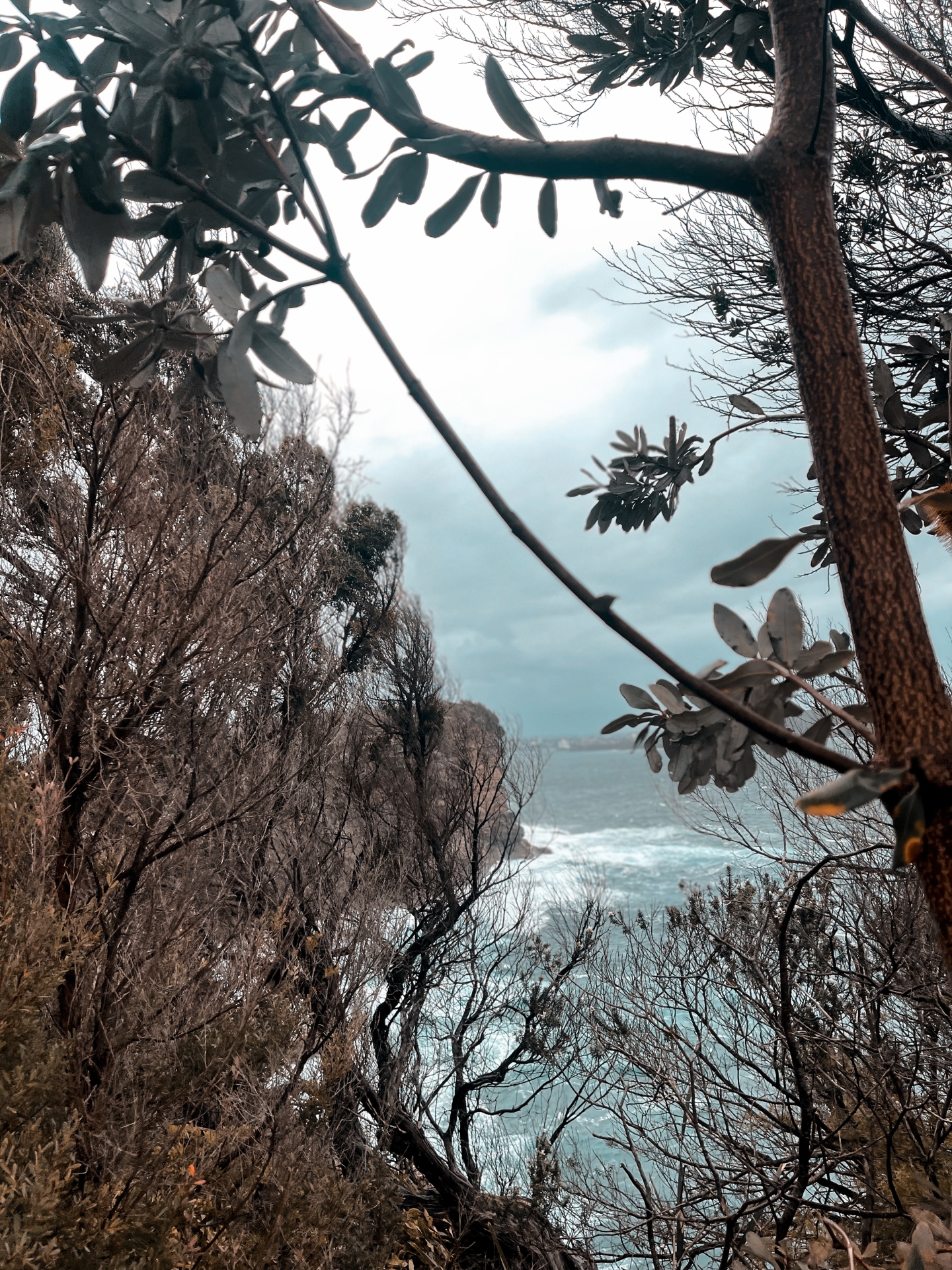 Vịnh Wastons Bay ở Sydney